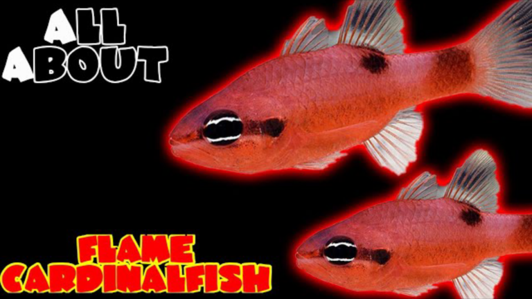 The Flame Cardinalfish: A Complete Care Guide