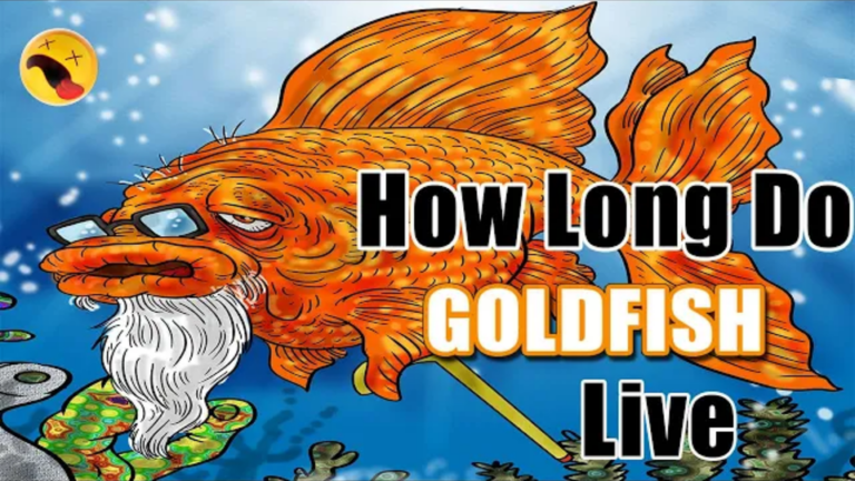 How Long Do Goldfish Live?