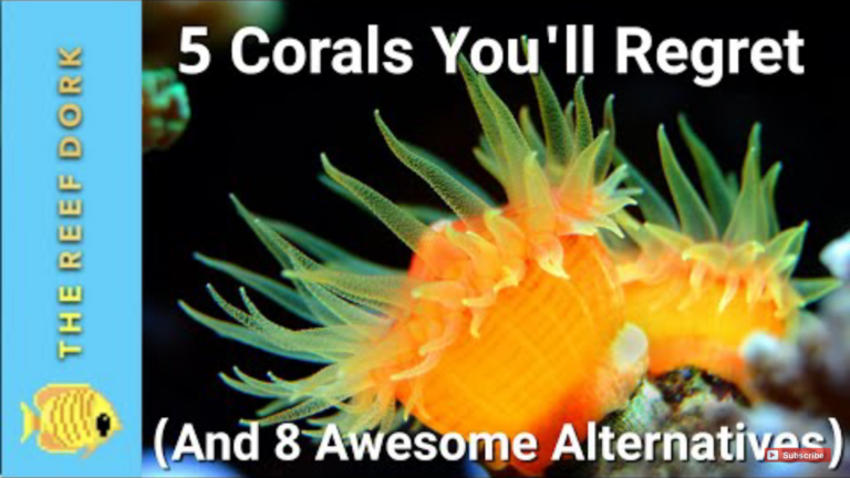 Top 5 Corals You Will Regret (Along With 8 Great Alternative)