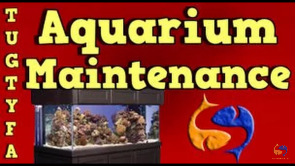Aquarium Maintenance: A Guide to Perfect Aquarium