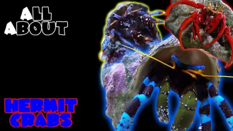 Hermit Crabs: A Complete Beginner’s Guide