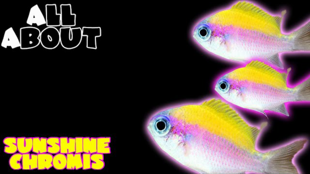 Sunshine Chromis Damselfish: Best Beginner Fish?
