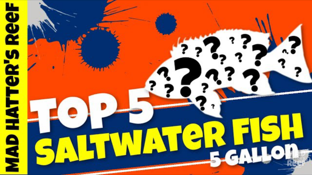 Top 5 Saltwater Fishes For 5-Gallon Aquarium
