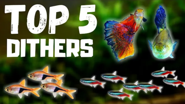Top 5 Dither Fish For Freshwater Aqaurium