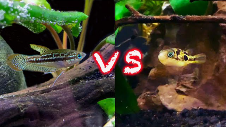 Pea Puffer V/S Sparkling Gourami: Which One Is Better?