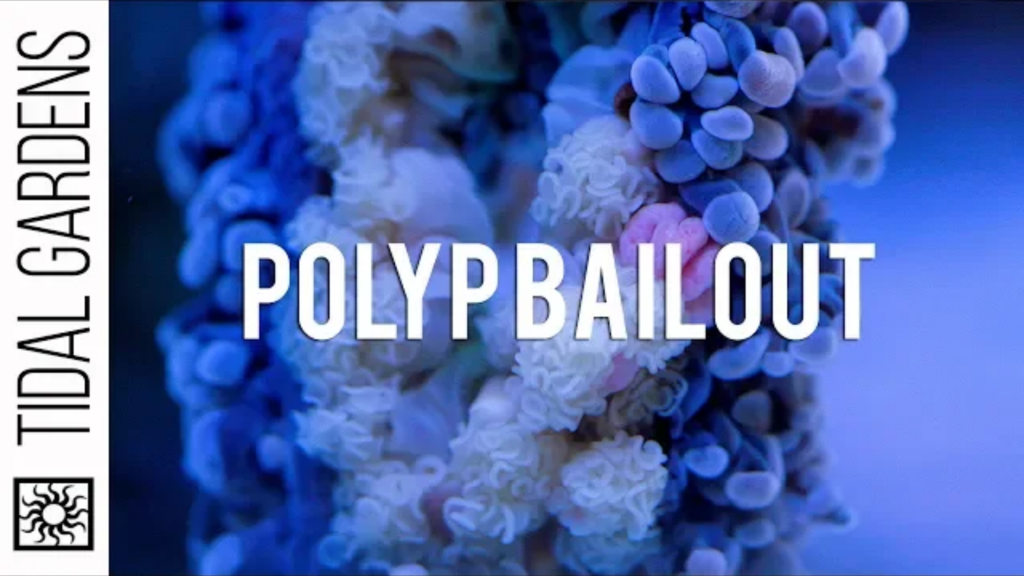 Poly Bailout: The Last Ditch-Method For Survival