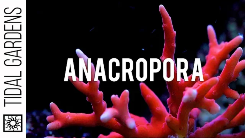 Anacropora Coral: A Complete Care Guide