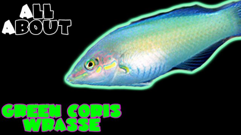 Green Coris Wrasse/ Pastel Wrasse: Complete Care Guide