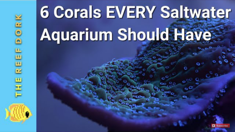 6 Must Have Corals!
