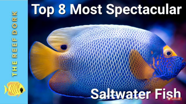 The 8 Most Beautiful Fish In Saltwater Aquarium Hobby