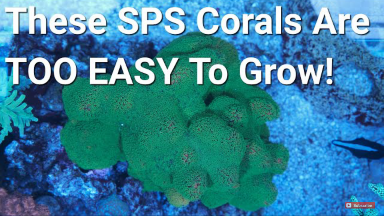 Top 5 Fastest Growing SPS Corals