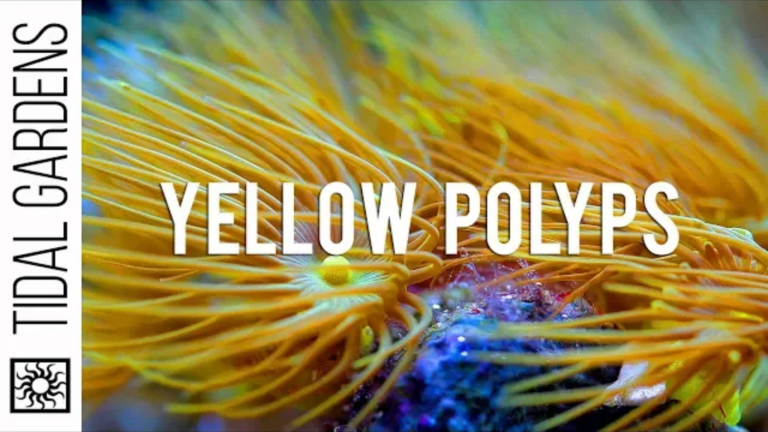 Yellow Parazoanthus Polyps Coral: Complete Care Guide