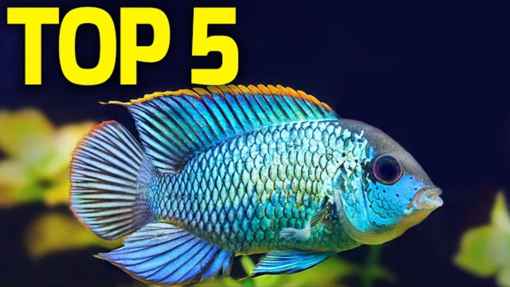 Top 5 Unique Centerpiece Fish For Your Freshwater Tank