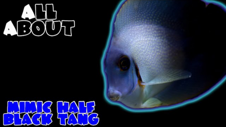 The Mimic Half Black Tang/Mimic Surgeonfish: A Complete Care Guide