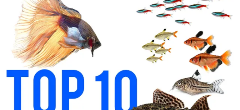 Top 9 Betta Tankmates For Community Fish Tank