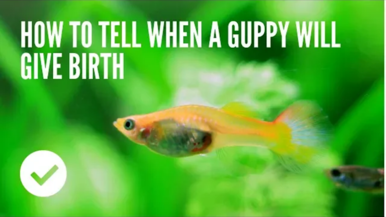 How To Tell If Your Guppies Are Pregnant?
