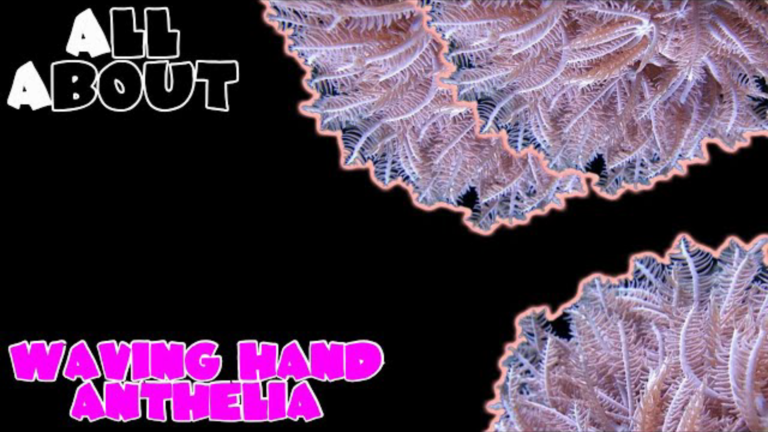 Waving Hand Anthelia: Complete Care Guide