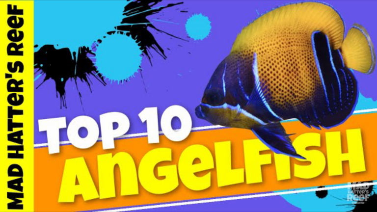 Top 10 large Angelfish For Saltwater Aquarium