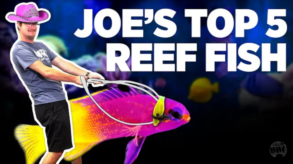Top 5 Reef Safe Fish