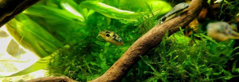 How To Start A Planted Aquarium On A Budget