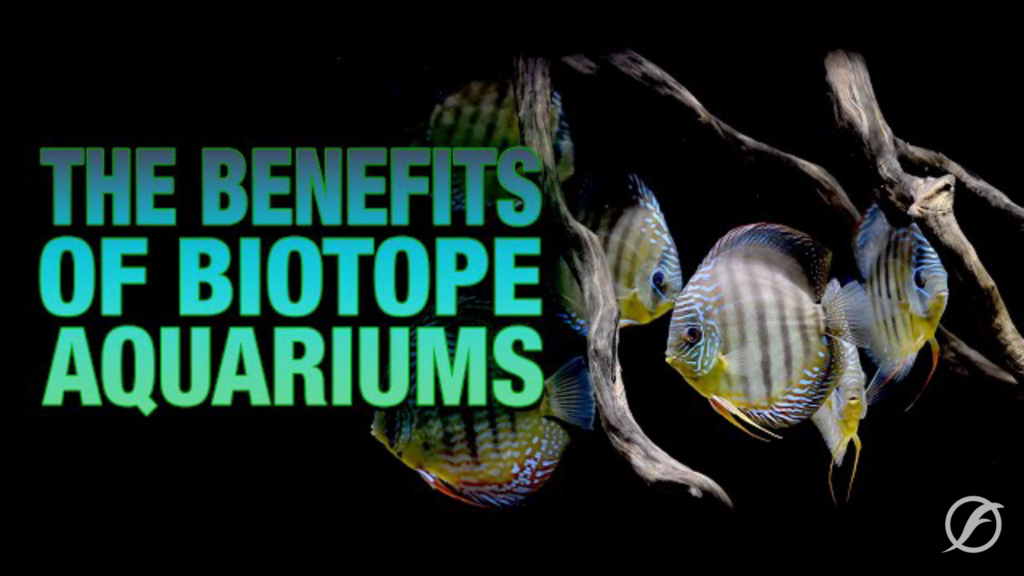 Should You Keep Biotope Aquarium: Benefits of Biotope Aquarium