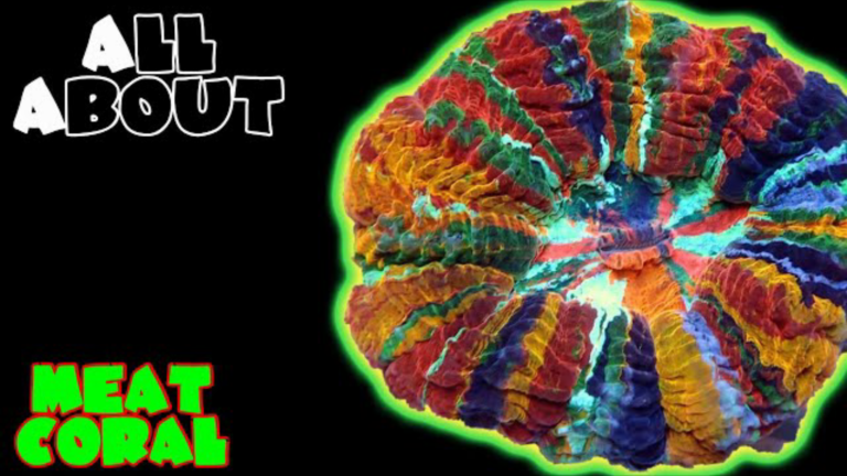Acanthophyllia/ Meat/ Doughnut Coral: Complete Care Guide