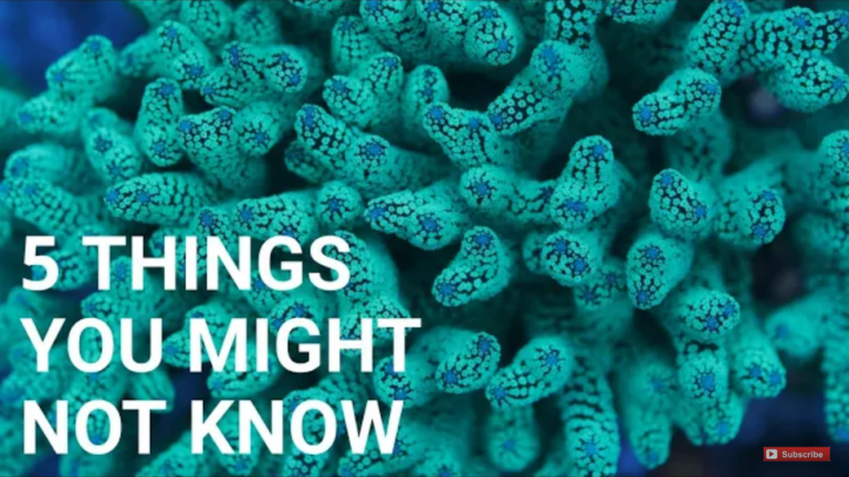 4 Things About Saltwater Aquarium That No One Will Tell You