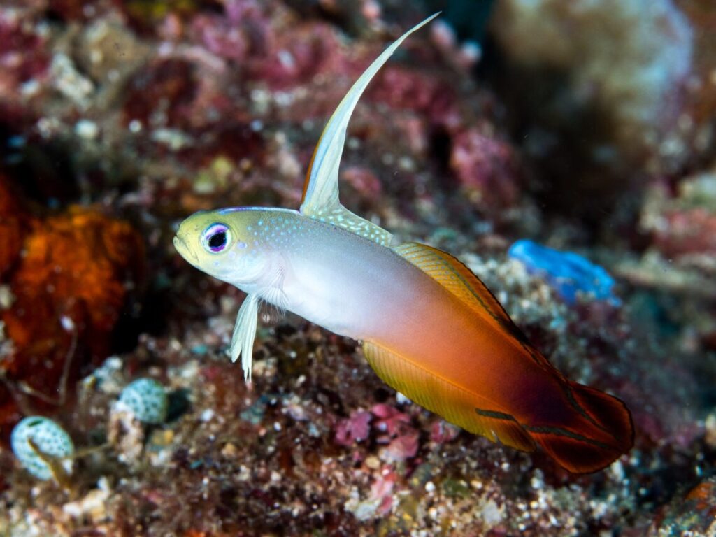 Firefish goby (Nemateleotris magnifica)