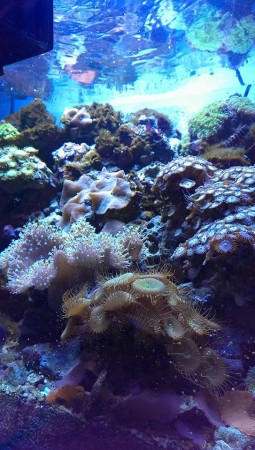 5 best LPS species to introduce in your tank