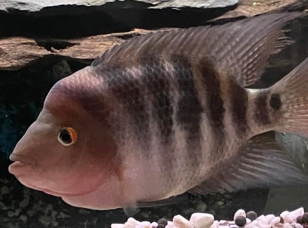 Most aggressive cichlids