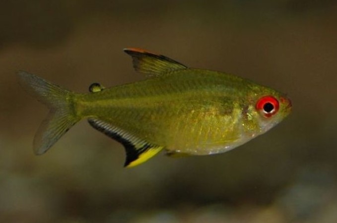 6 Captivating Yellow Freshwater Fish Species for Your Aquarium