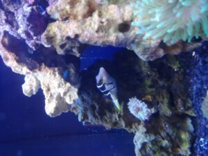 Saddle Valentini Puffer