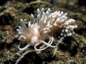 Berghia Nudibranch