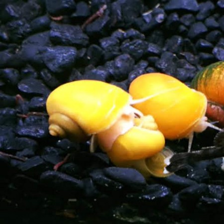 Albino Mystery Snail