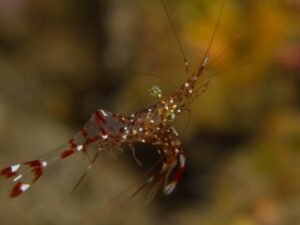 Anton Bruuns Cleaner Shrimp
