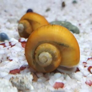 Apple Snail