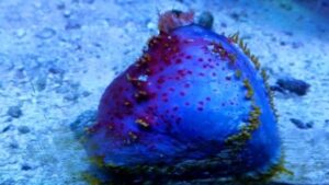 Australian Sea Apple