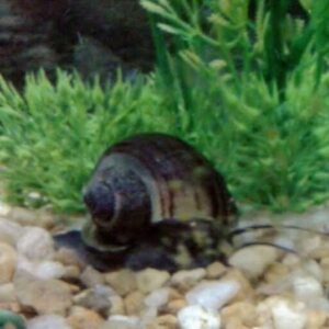 Black Mystery Snail