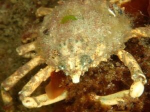 Black Sponge Crab