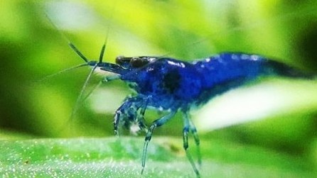 Blue Amano Shrimp