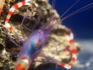 Blue Banded Coral Shrimp