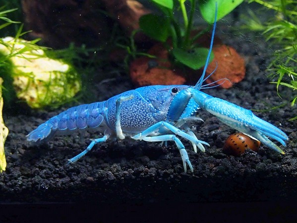 Blue Knight Lobster