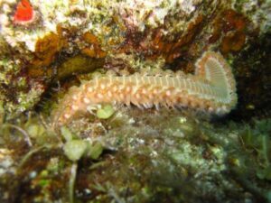Common Bristle Worm