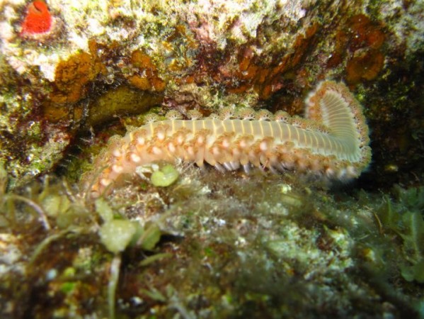 Common Bristle Worm