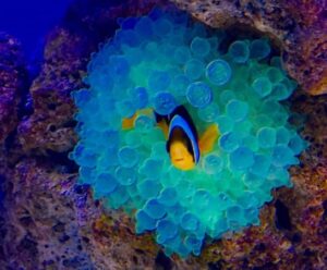 Bubble Tip Anemone