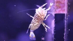 Bumble Bee Shrimp