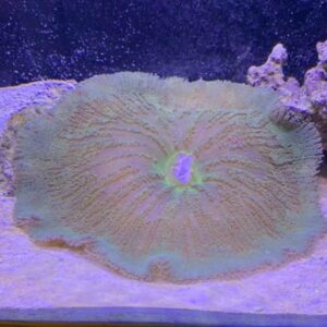 Carpet Anemone