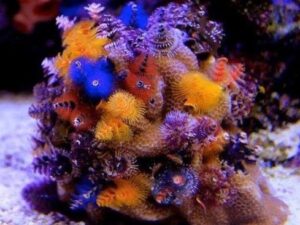Christmas Tree Worm Coral