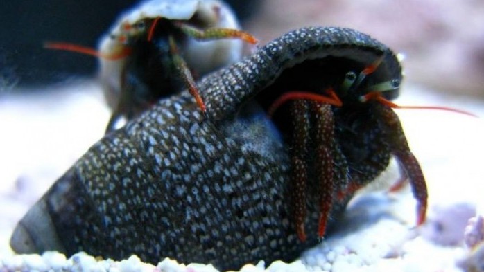 Dwarf Red Tip Hermit Crab