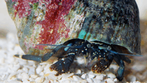 Dwarf Yellow Tip Hermit Crab